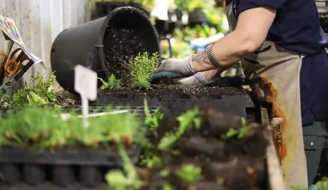 Living wall planter with gloved hands carefully tending soil and plants