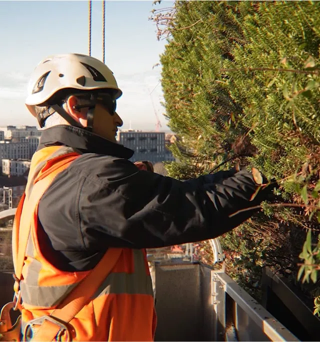 Worker in safety gear maintains living wall from a lift