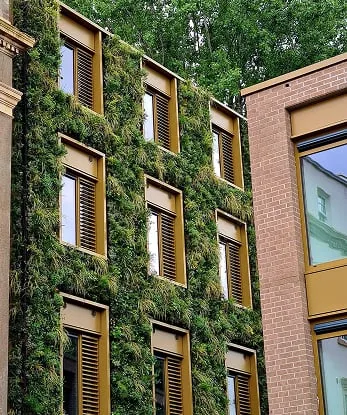 Lush green living wall covering building facade with yellow window frames