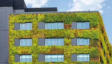 Living wall of green plants covering modern building's exterior windows
