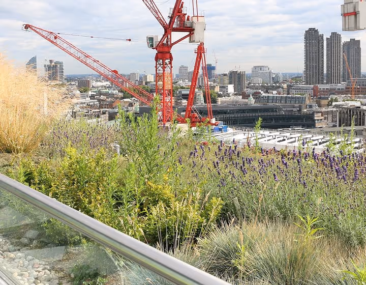 Green roof with lavender near red crane and urban cityscape backdrop in London