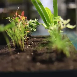Green plants sprouting from Viritopia living wall module against a blurred background
