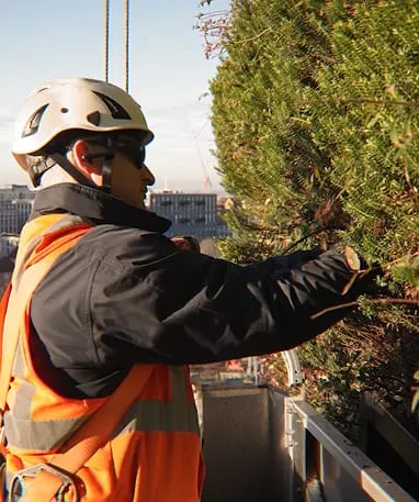 Worker in safety gear maintaining living wall on urban rooftop