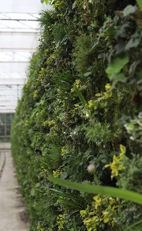 Dense living wall of green plants and foliage in indoor greenhouse