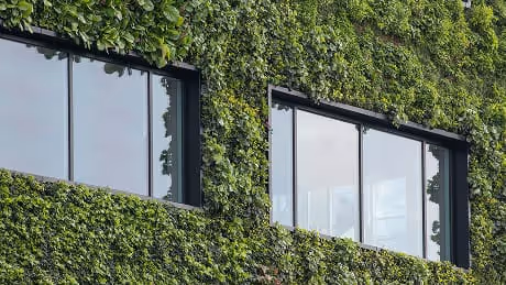 Living wall close up of green foliage surrounding modern glass windows