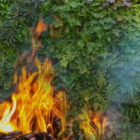 Living wall of green vegetation with intense flames burning in foreground