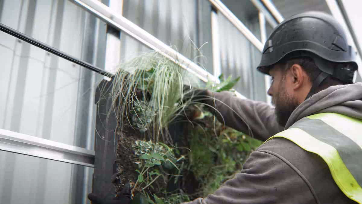 Living green wall being maintained by worker in safety helmet