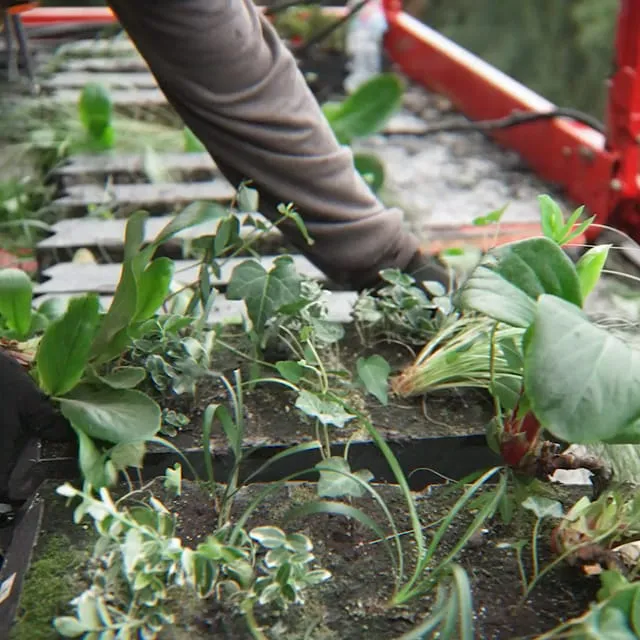 Living wall being planted with green foliage and gloved hands of Viritopia construction team