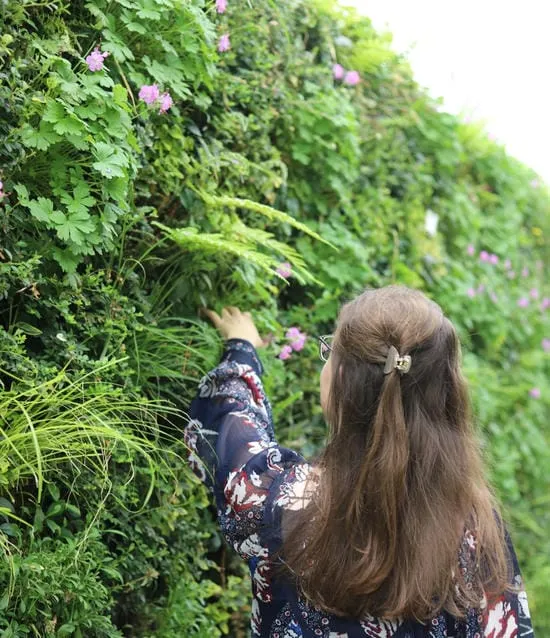Living wall of green plants and pink flowers with someone touching foliage