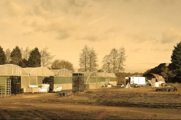 Living wall nursery in Aldringbourne Viritopia nursery with trees in background