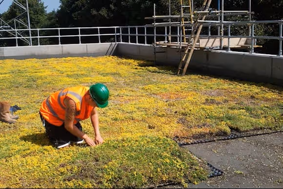 Worker installinggreen roof with green vegetation on urban rooftop