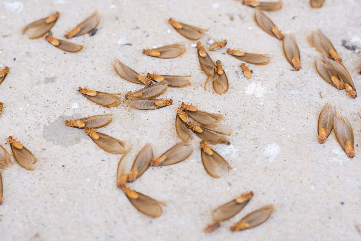 Termite Swarmers