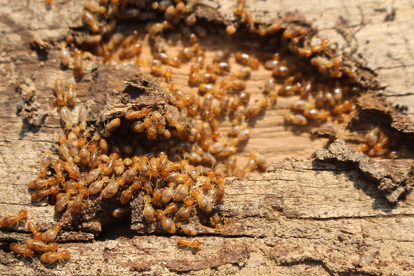 Drywood Termites