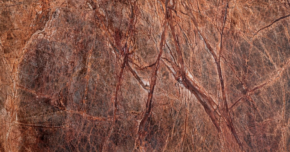 Rain Forest Brown