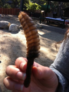 a rattlesnake tail