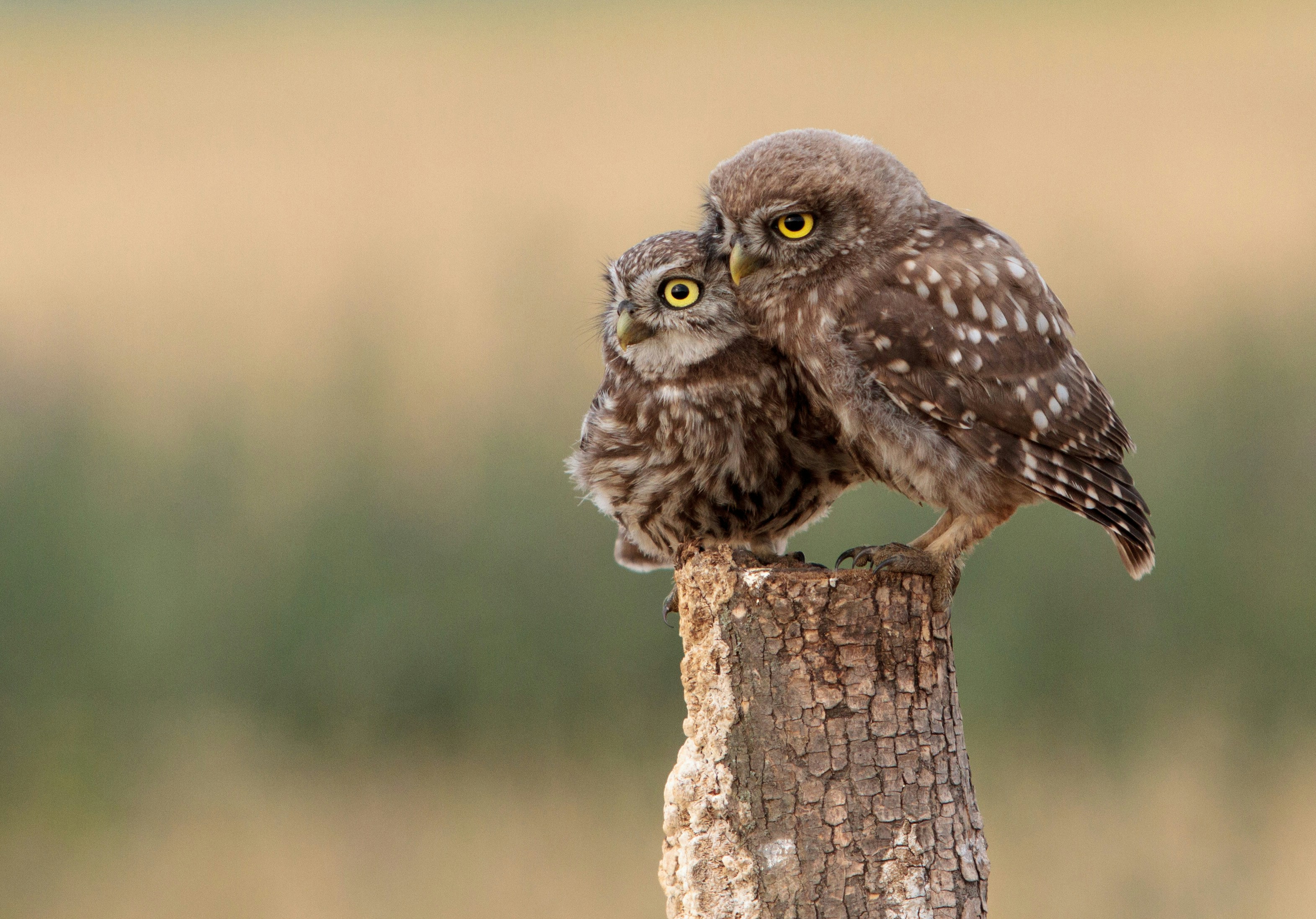 image of a business meeting (for a data analytics and business intelligence)