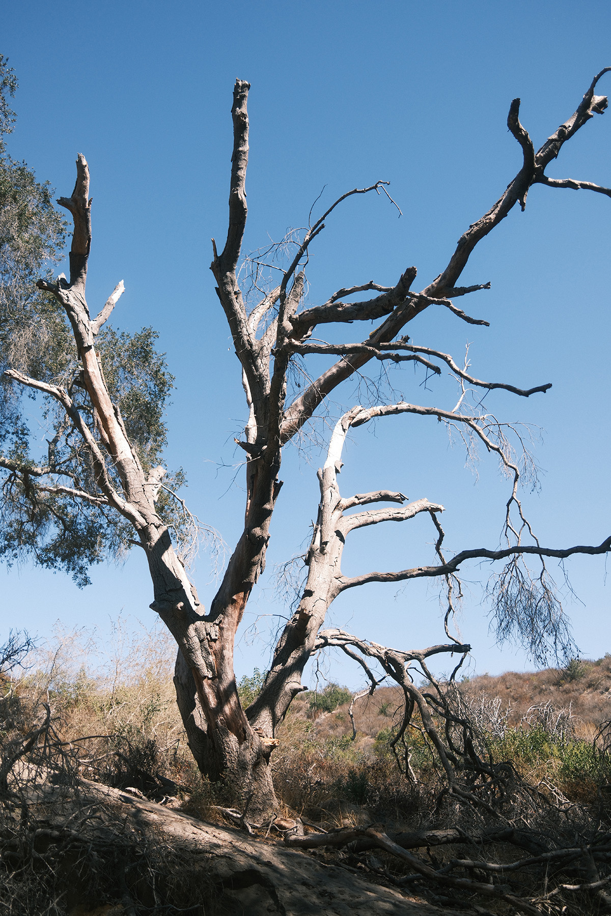 Branches Against the Blue