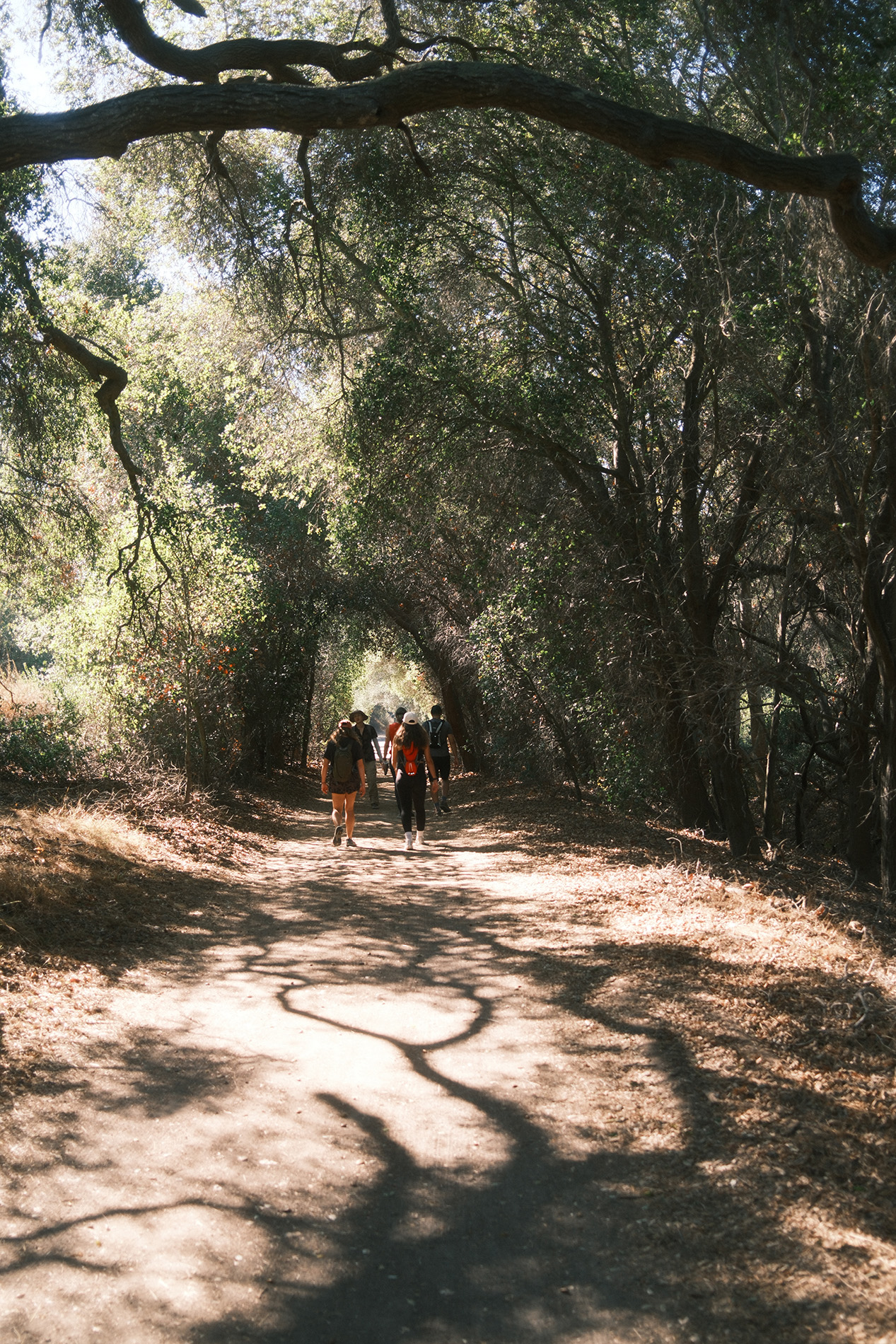 Under the Oak Canopy