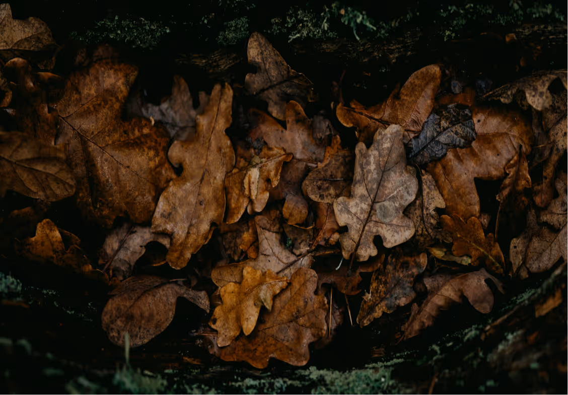 Cluster of dry, brown oak leaves scattered on dark forest ground.