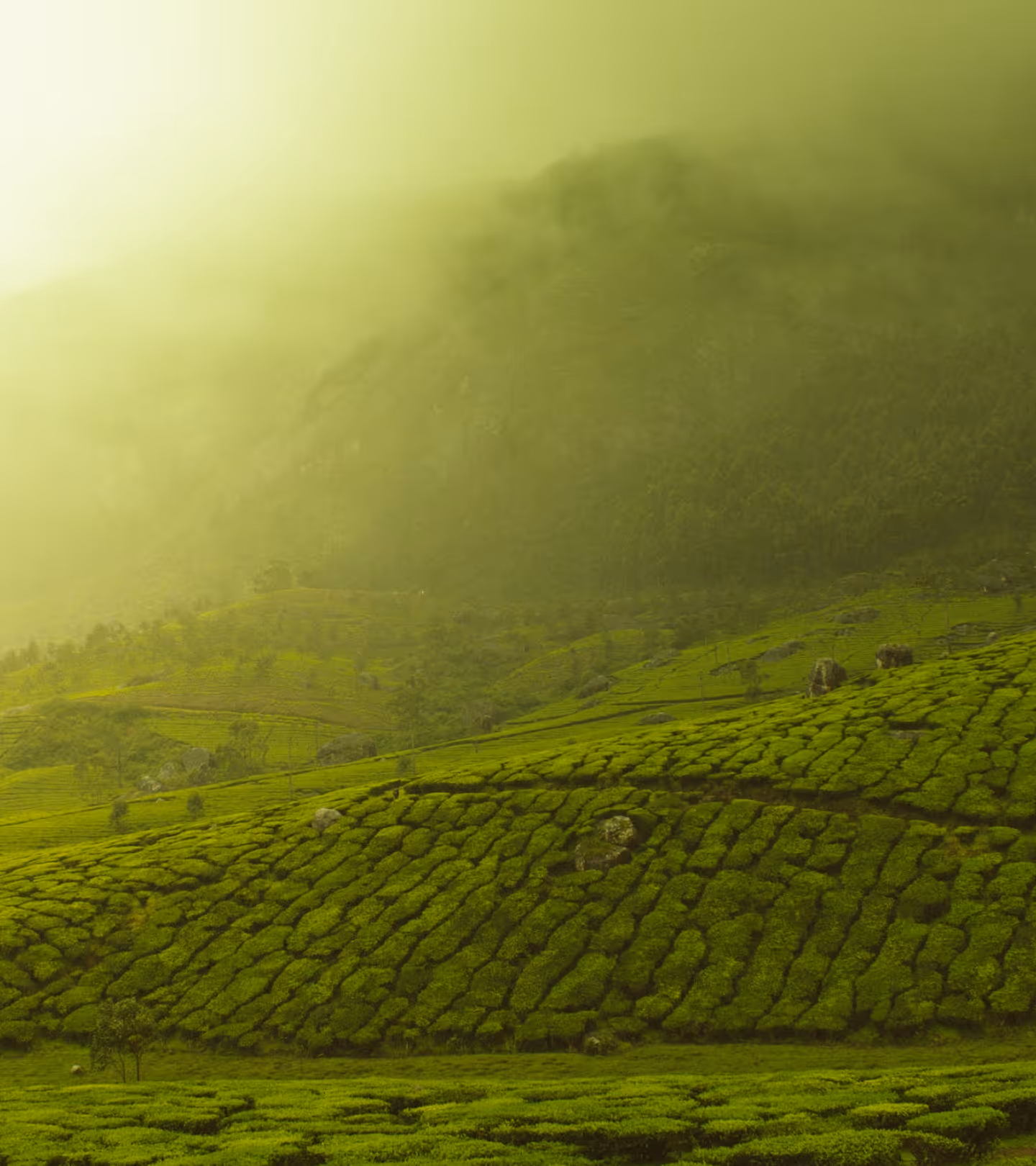 Lush green tea plantation on rolling hills with misty mountains in the background.