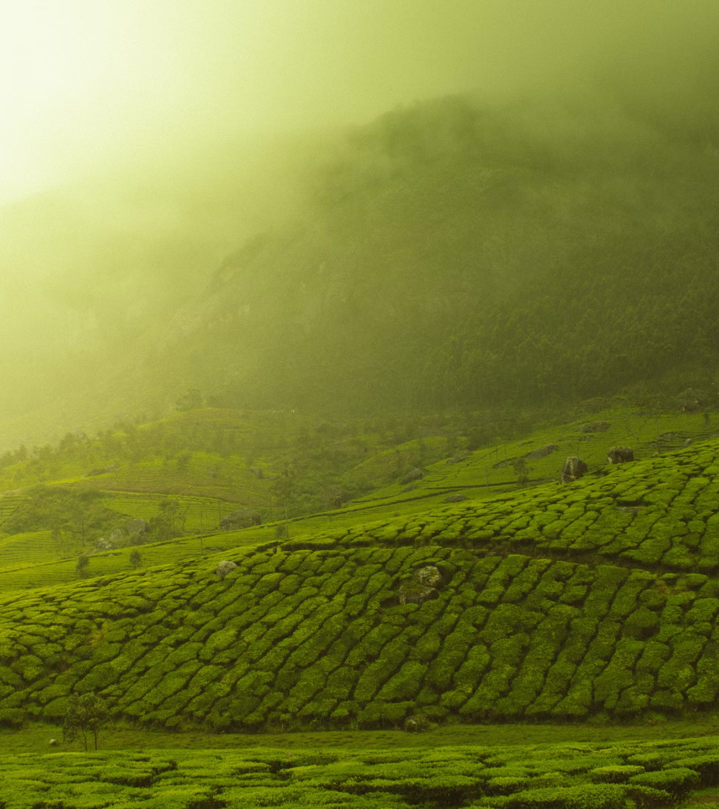 Lush green tea plantation on rolling hills with misty mountains in the background.