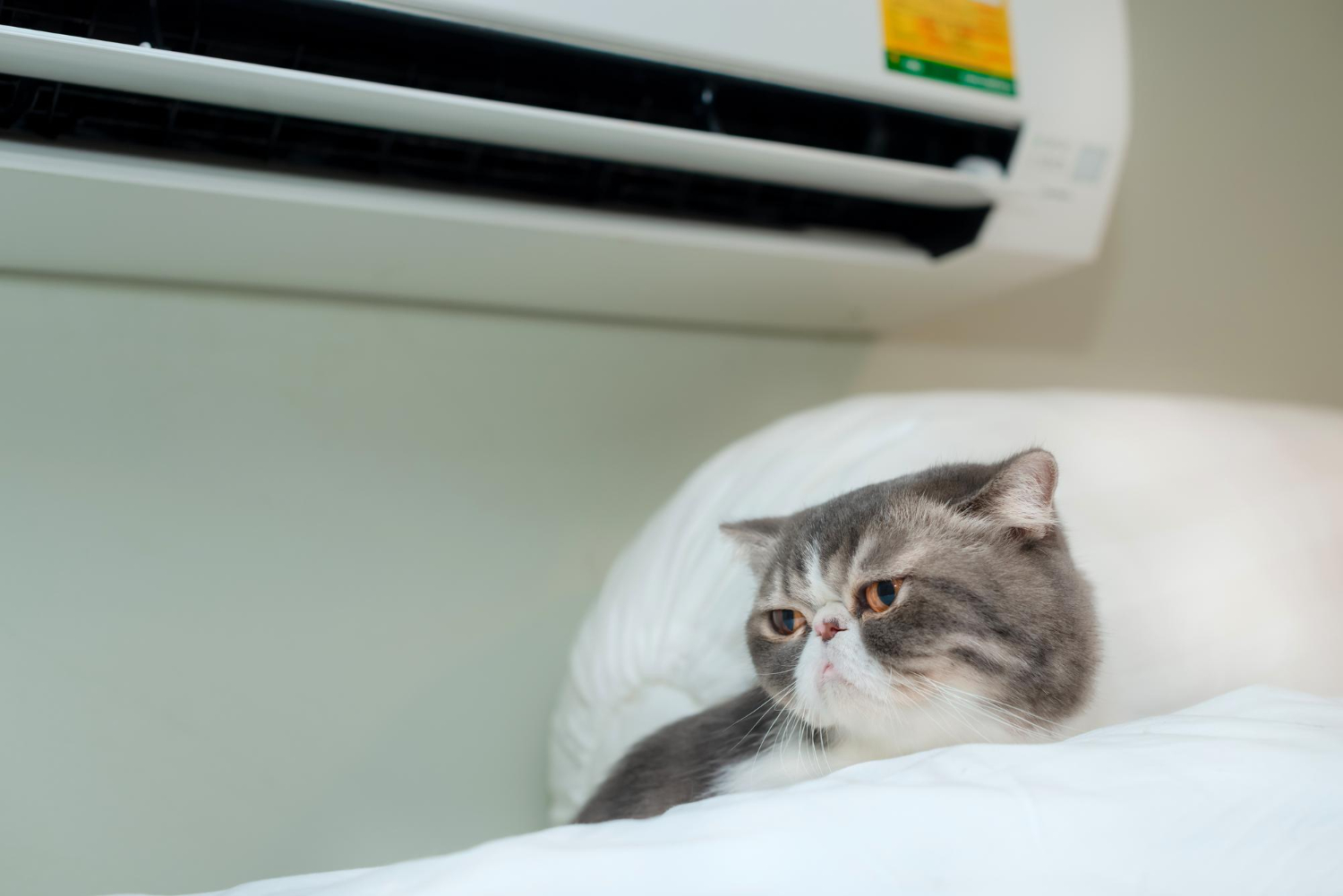 How Pet Hair Affects Your Home's Air Filters