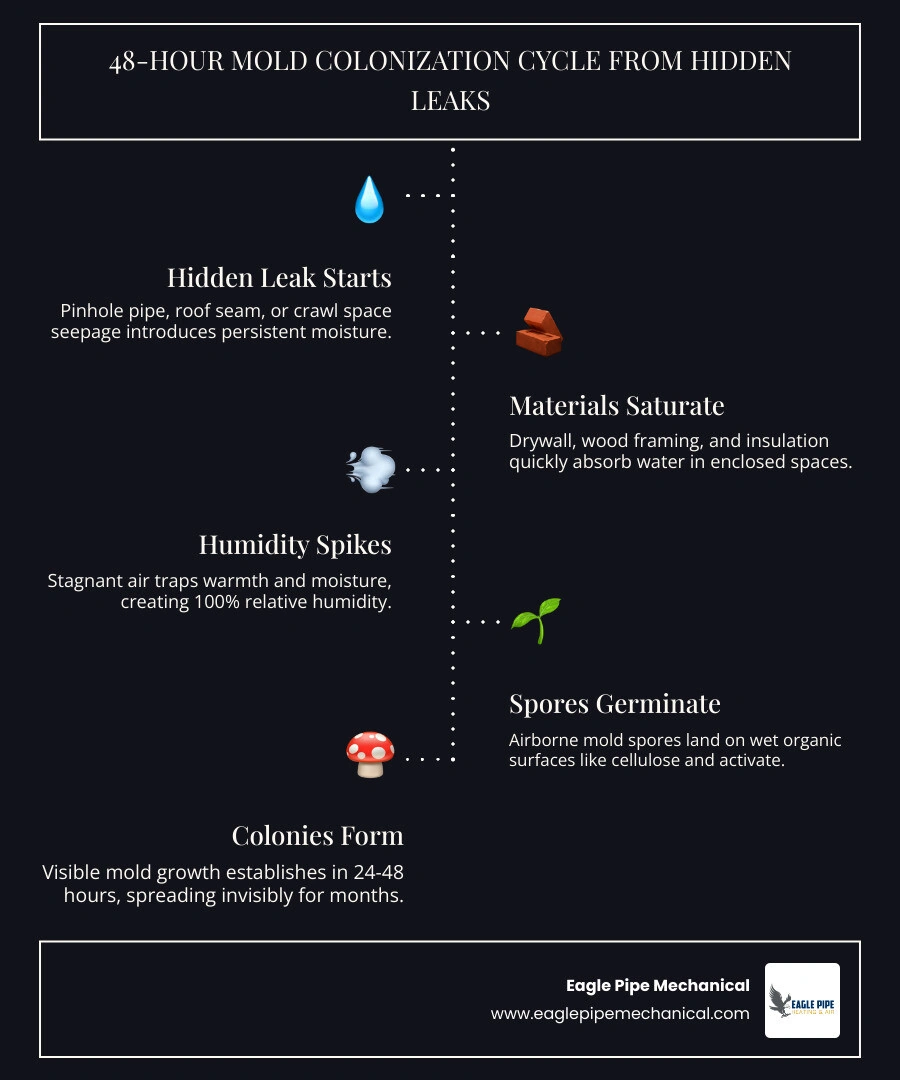 Infographic showing the 48-hour mold colonization cycle in humid Pacific Northwest homes from hidden leak to active mold Infographic showing the 48-hour mold colonization cycle in humid Pacific Northwest homes from hidden leak to active mold