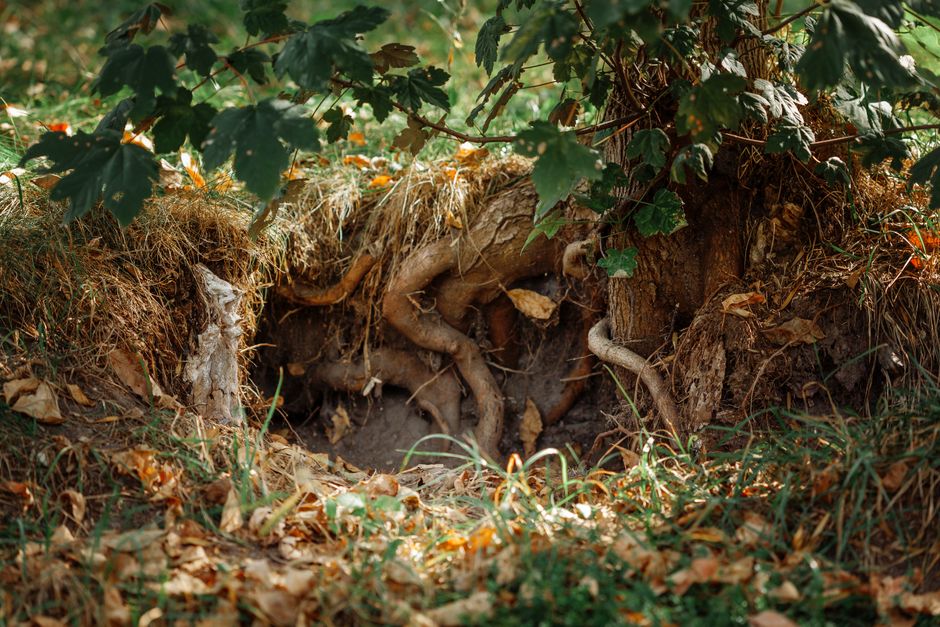 Ultimate Checklist for Tree Root Damage to Sewer Lines Pacific Northwest