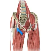 Anterior Hip Replacement