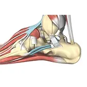 Ankle Ligament Reconstruction