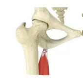 Hamstring Tendon Repair