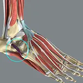Peroneal Tendon Repair