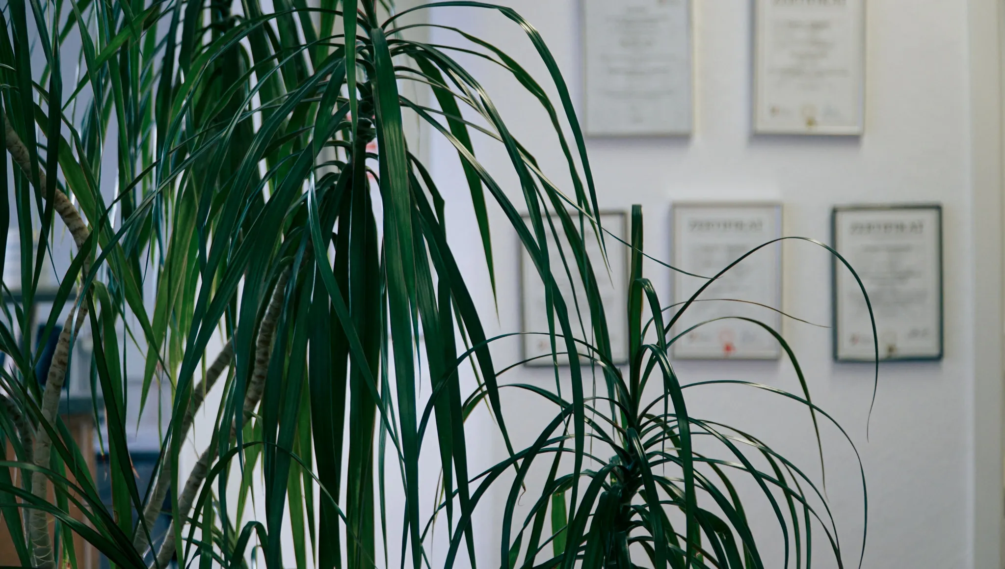 Grüne Zimmerpflanze mit langen schmalen Blättern vor einer weißen Wand mit mehreren gerahmten Zertifikaten.