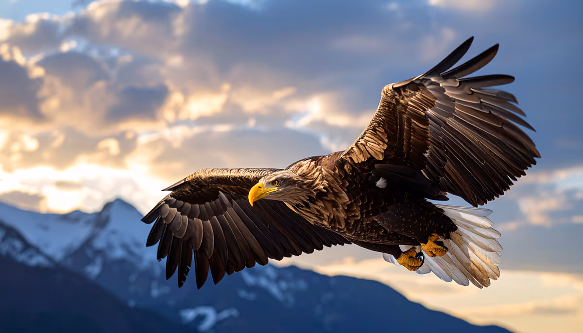 Eagle