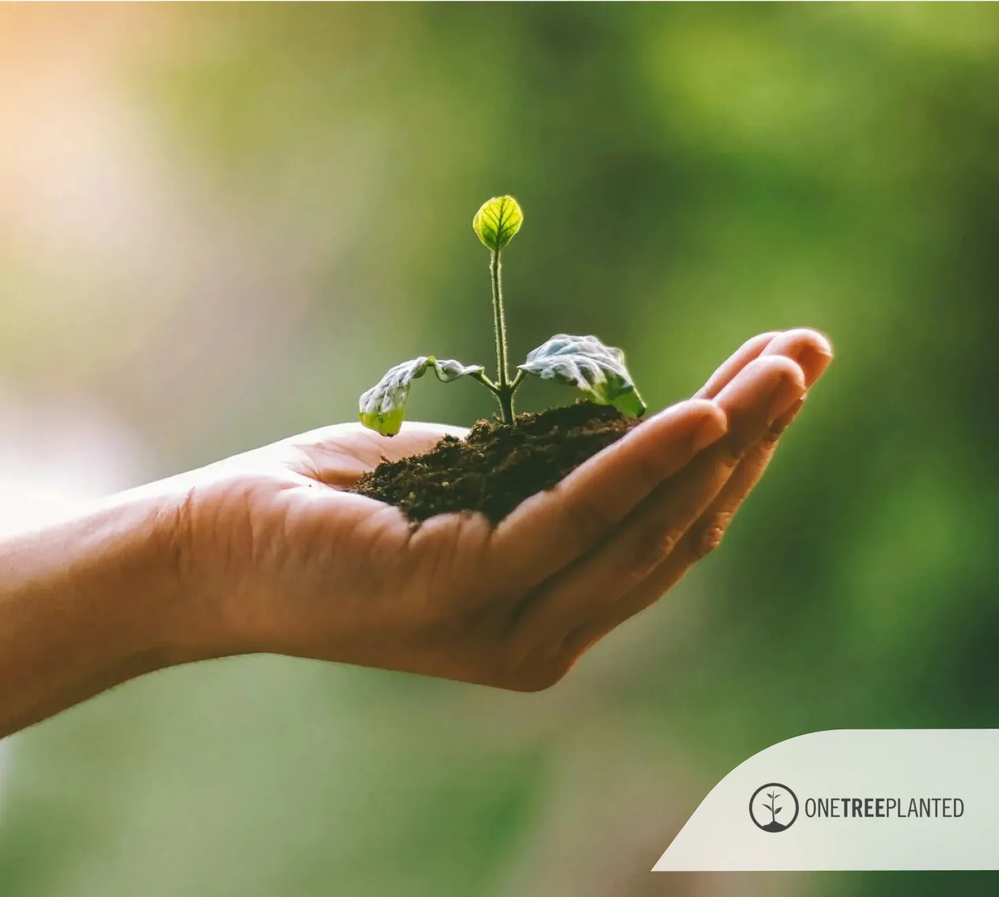 A person holding a small plant in their hand.
