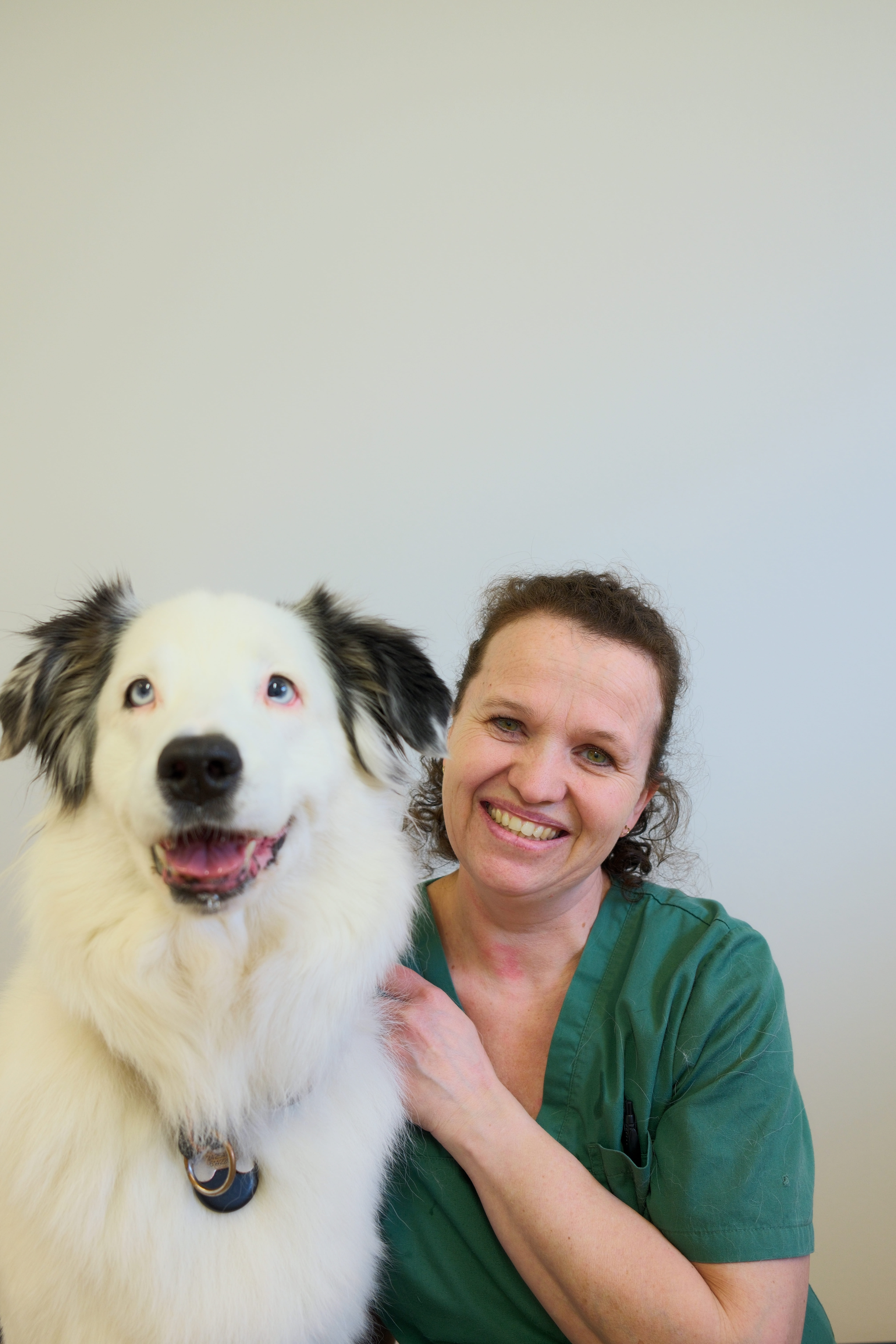 image of a vet assisting an animal