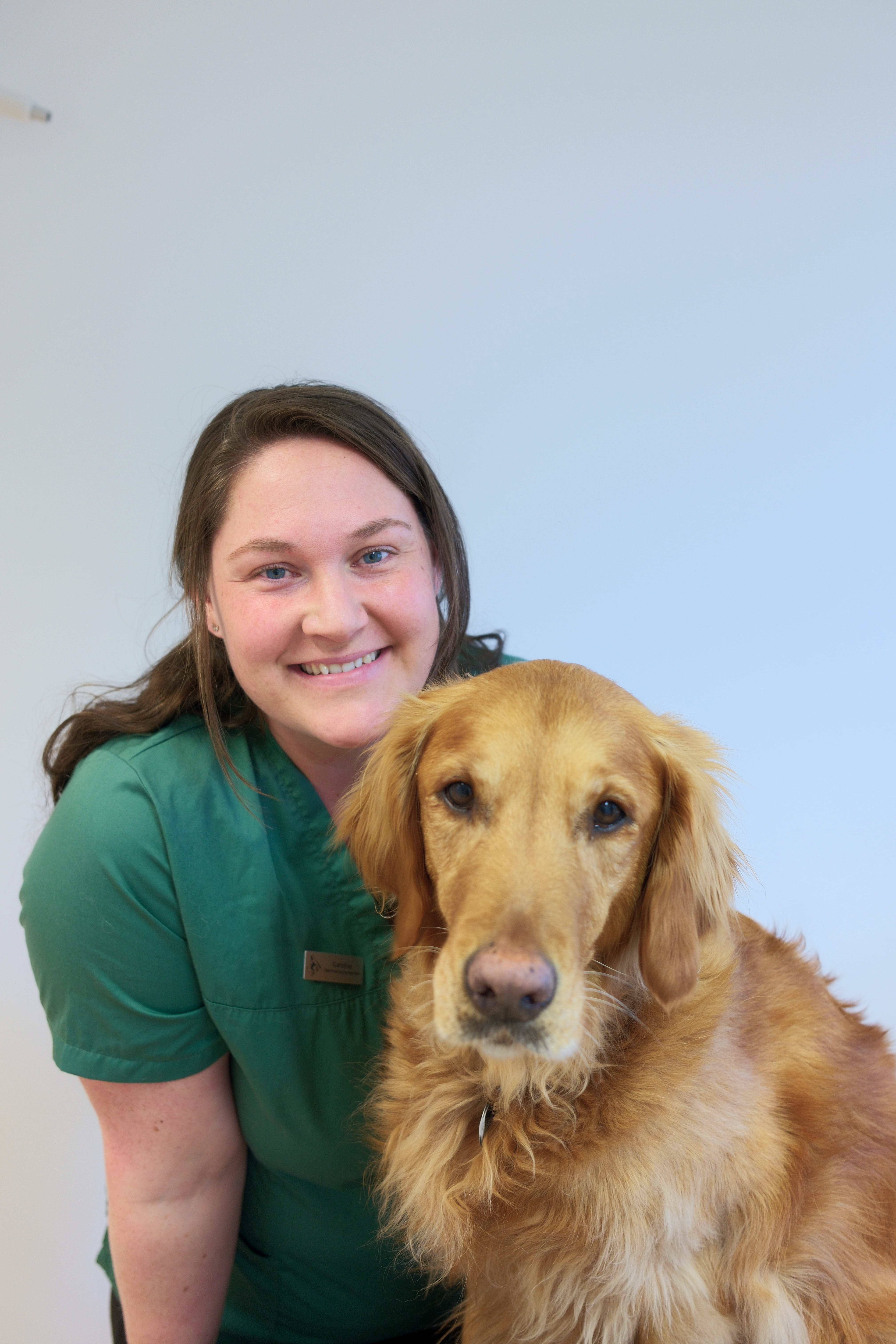 image of a vet assisting an animal