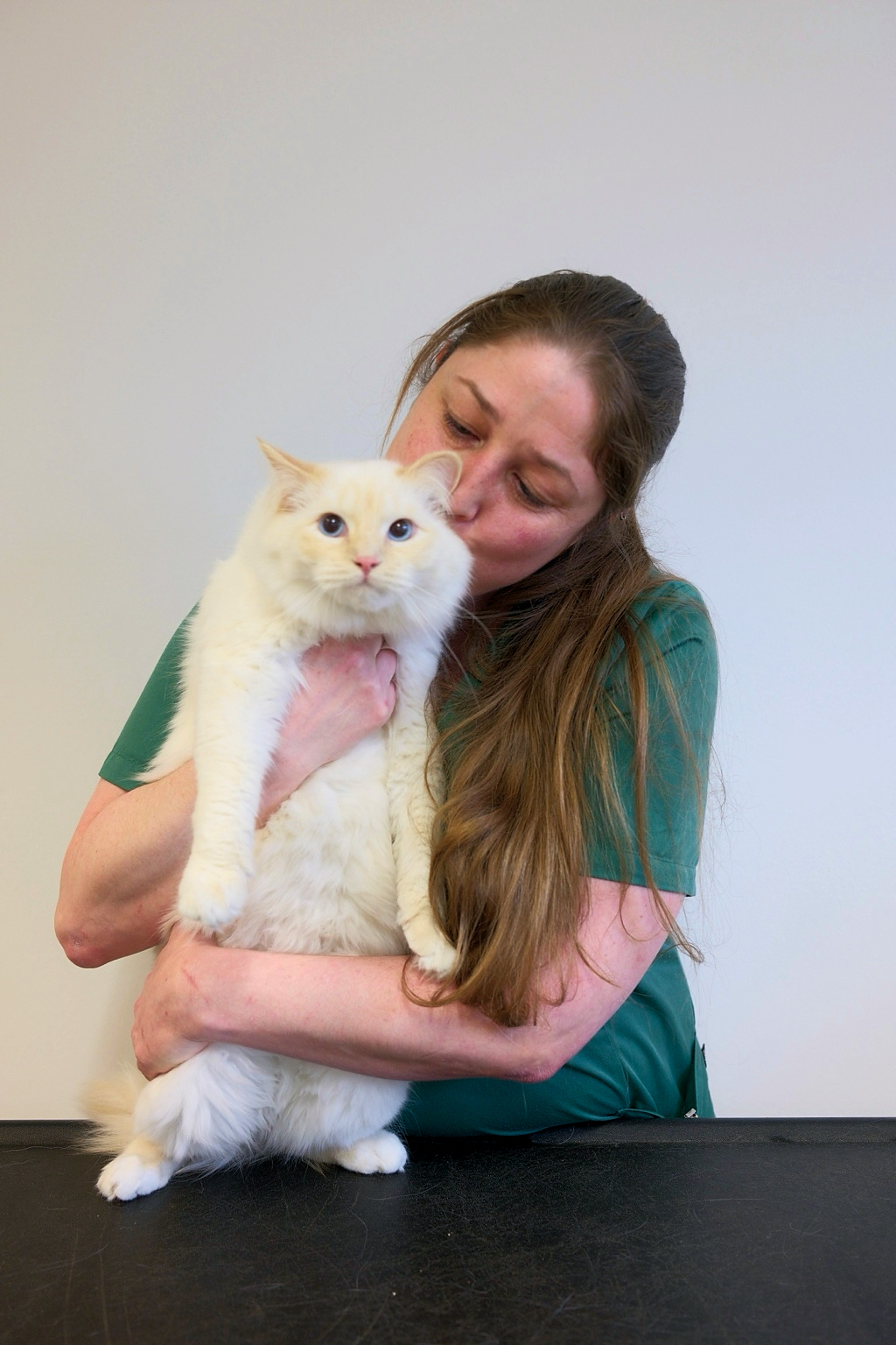 image of a vet assisting an animal
