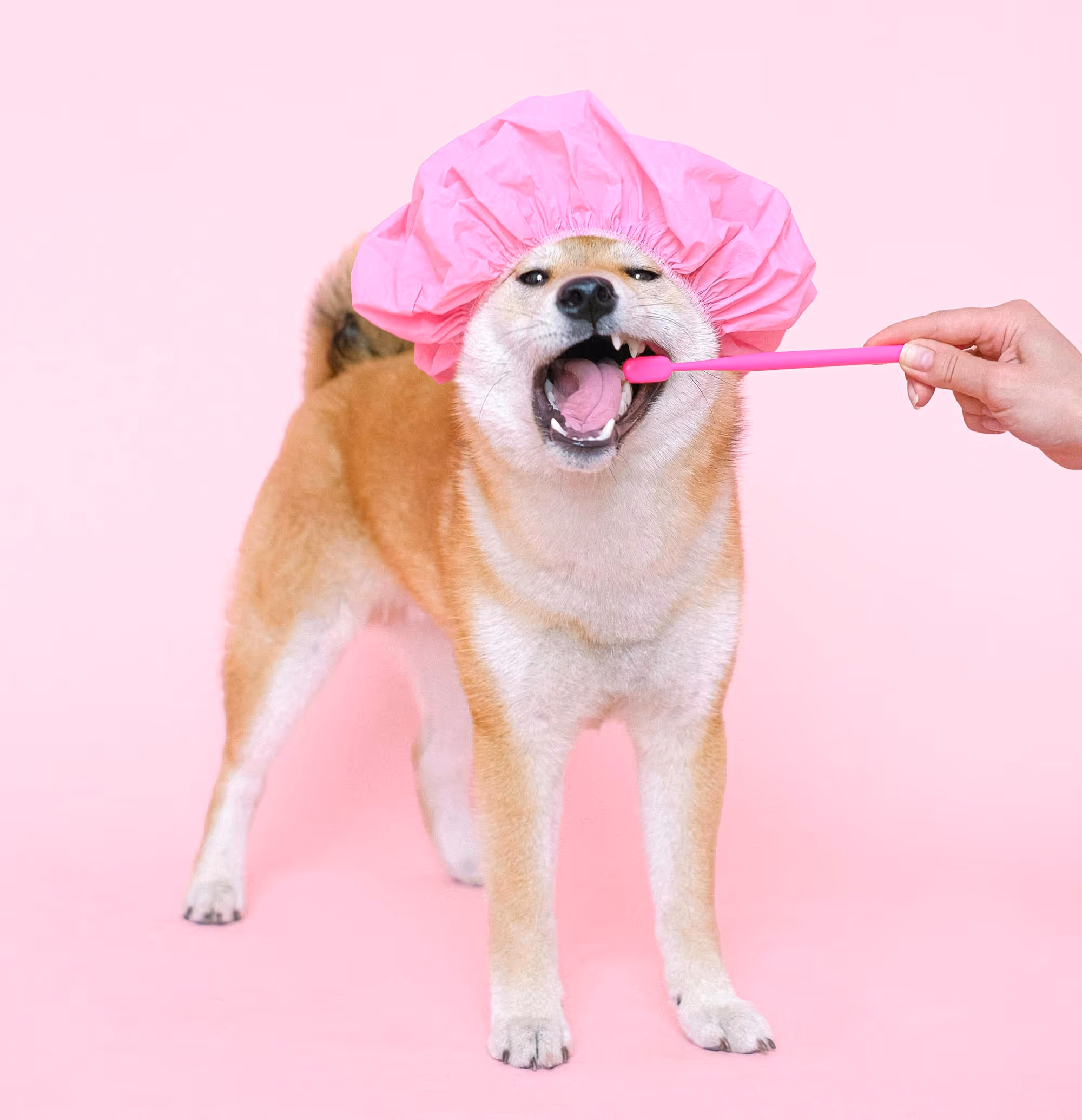 Shiba Inu dog wearing a pink shower cap with mouth open while a hand brushes its teeth with a pink toothbrush against a pink background.