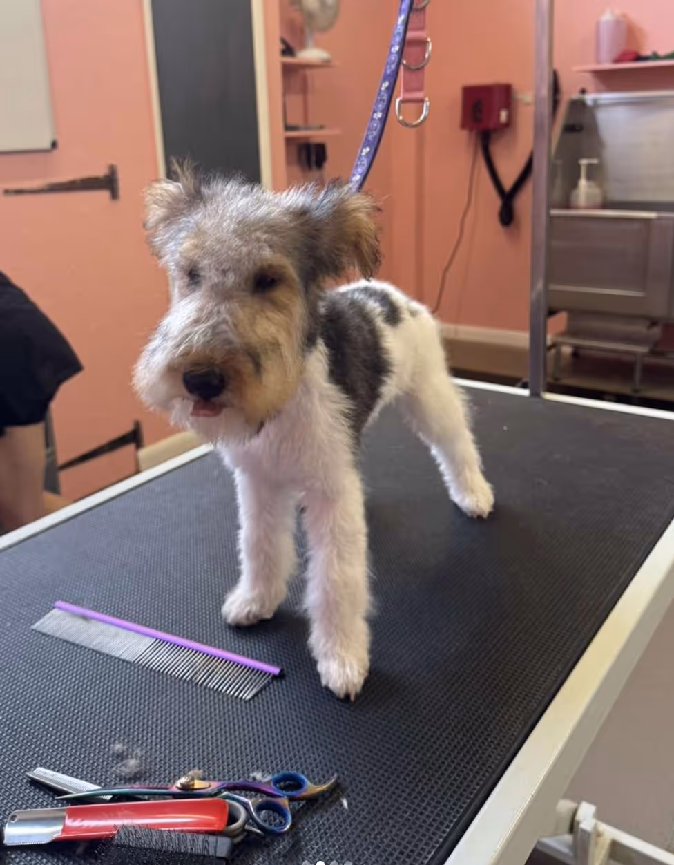 Small wire-haired dog standing on a grooming table with combs and scissors nearby in a pet grooming salon.