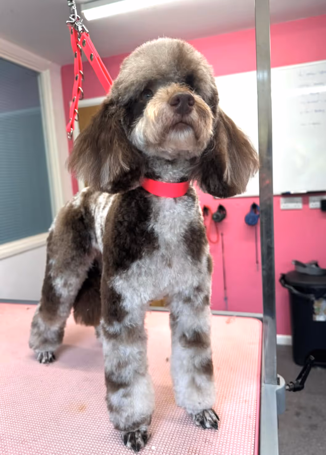 Brown and white poodle with a red collar standing on a grooming table in a pink room.
