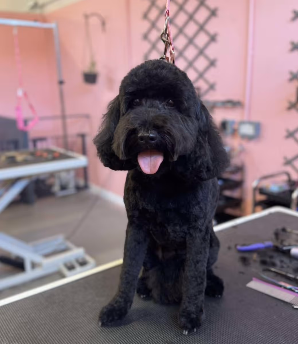 Black poodle with a fresh haircut sitting on a grooming table with its tongue out in a pet salon.