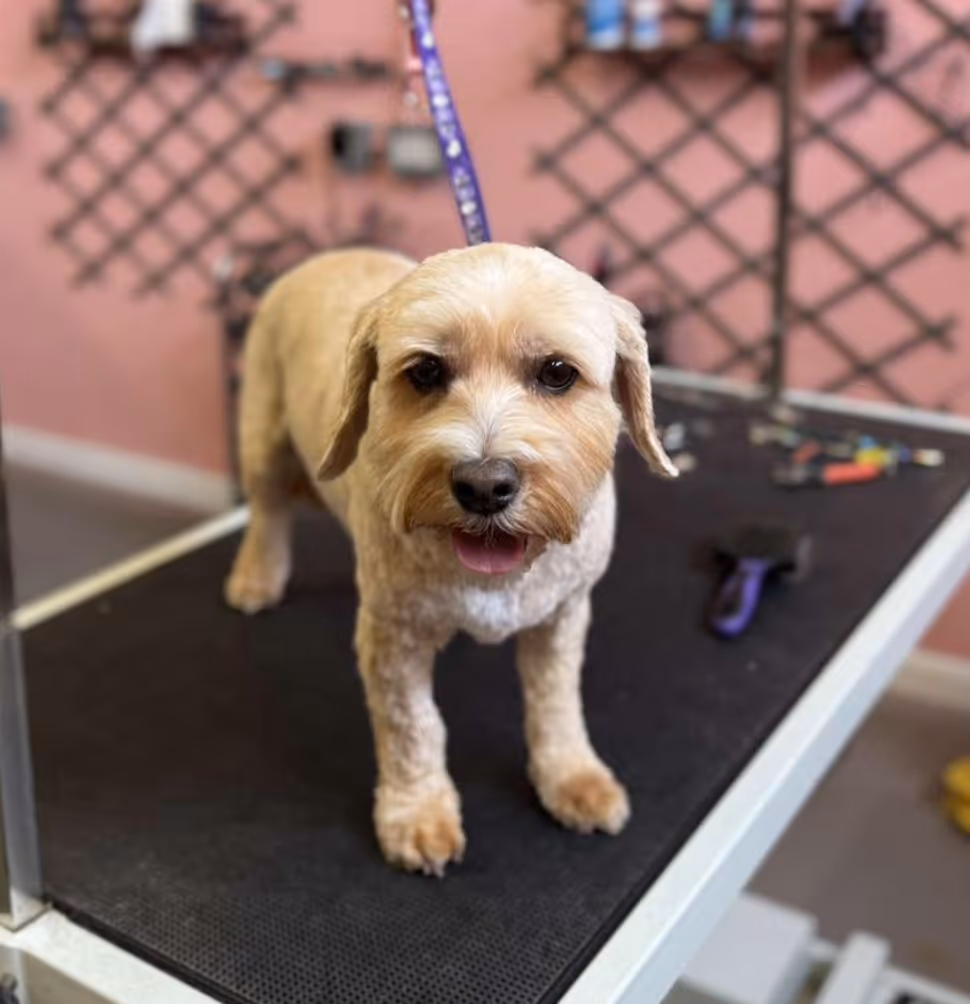 Small light brown dog with a trimmed coat and purple leash standing on a grooming table.