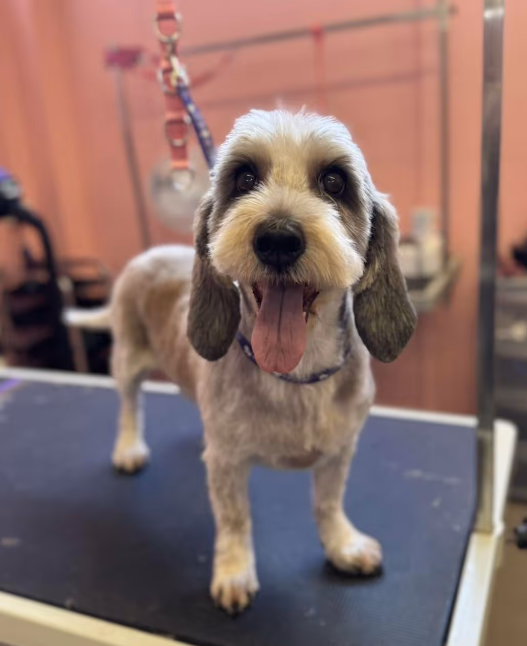 Small fluffy dog with gray and white fur standing on a grooming table, tongue out and wearing a collar.