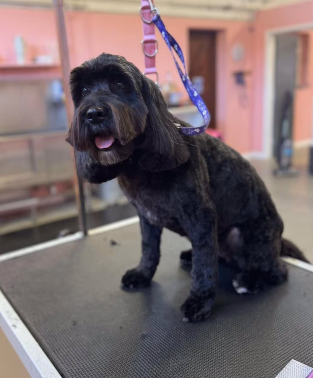 Black dog with trimmed fur sitting on a grooming table with purple leash attached.