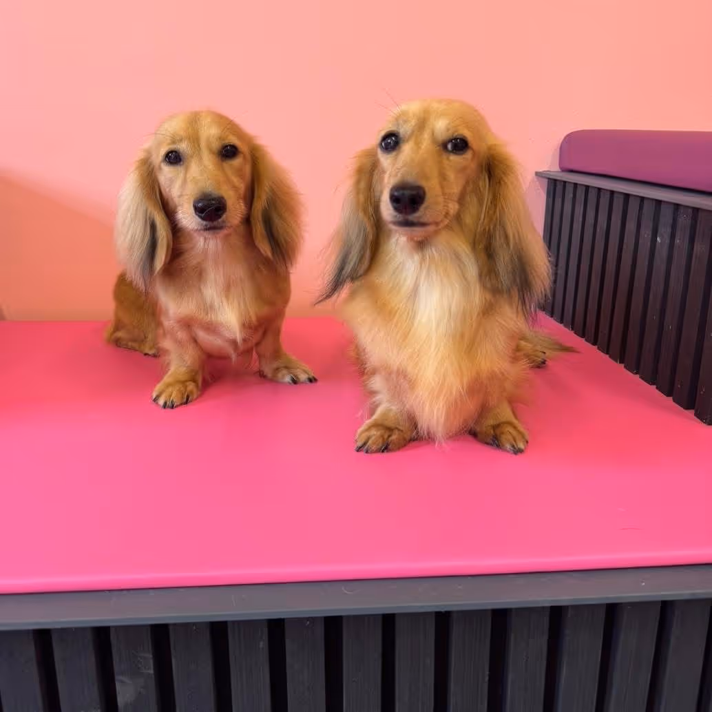 Two long-haired dachshunds sitting side by side on a bright pink surface with a pink wall background.