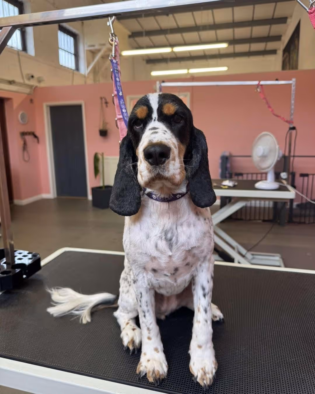 Black, white, and brown spotted dog sitting on a grooming table in a pet grooming salon.