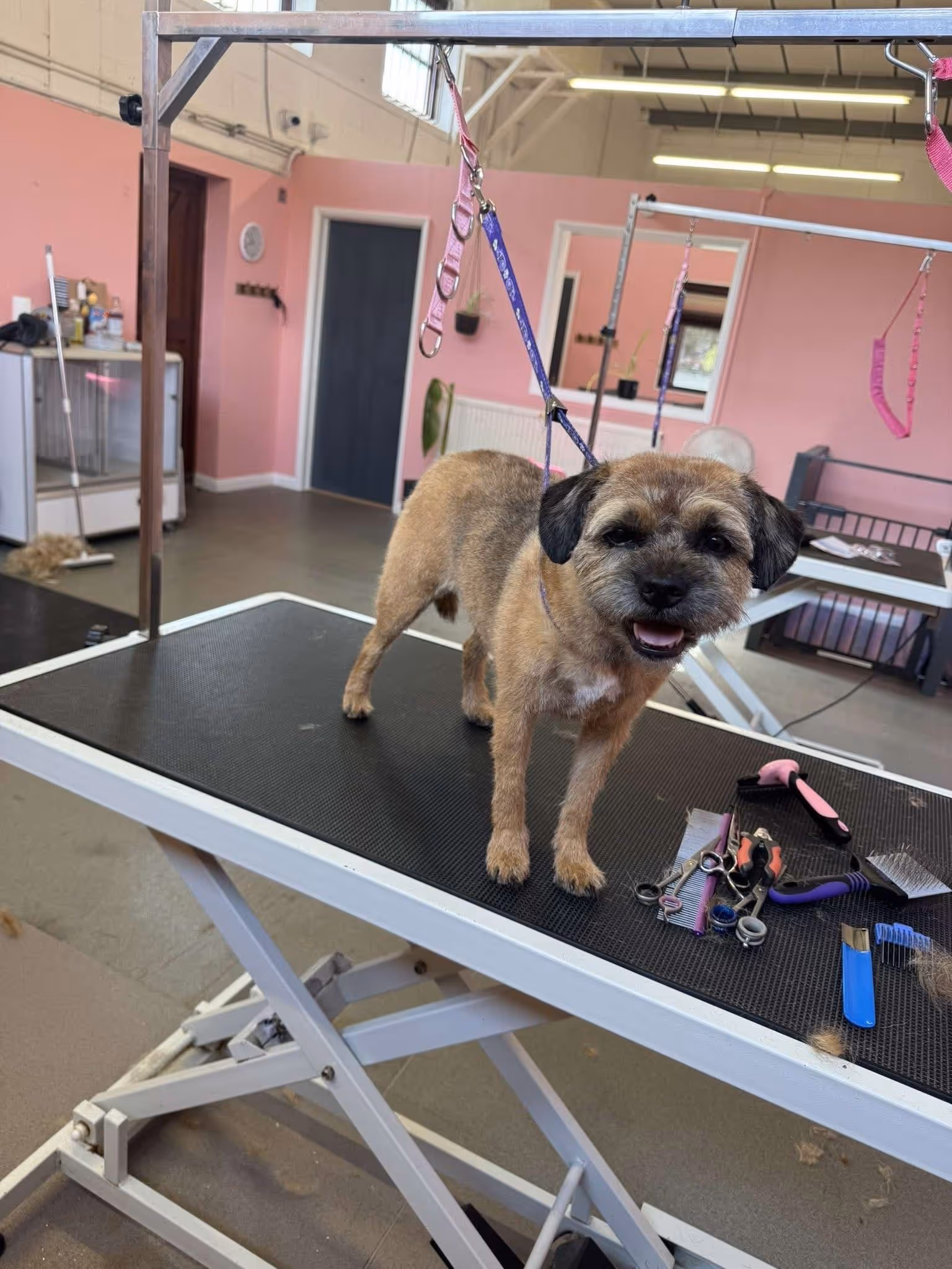 Small brown dog with a black muzzle standing on a grooming table in a groomer's salon.