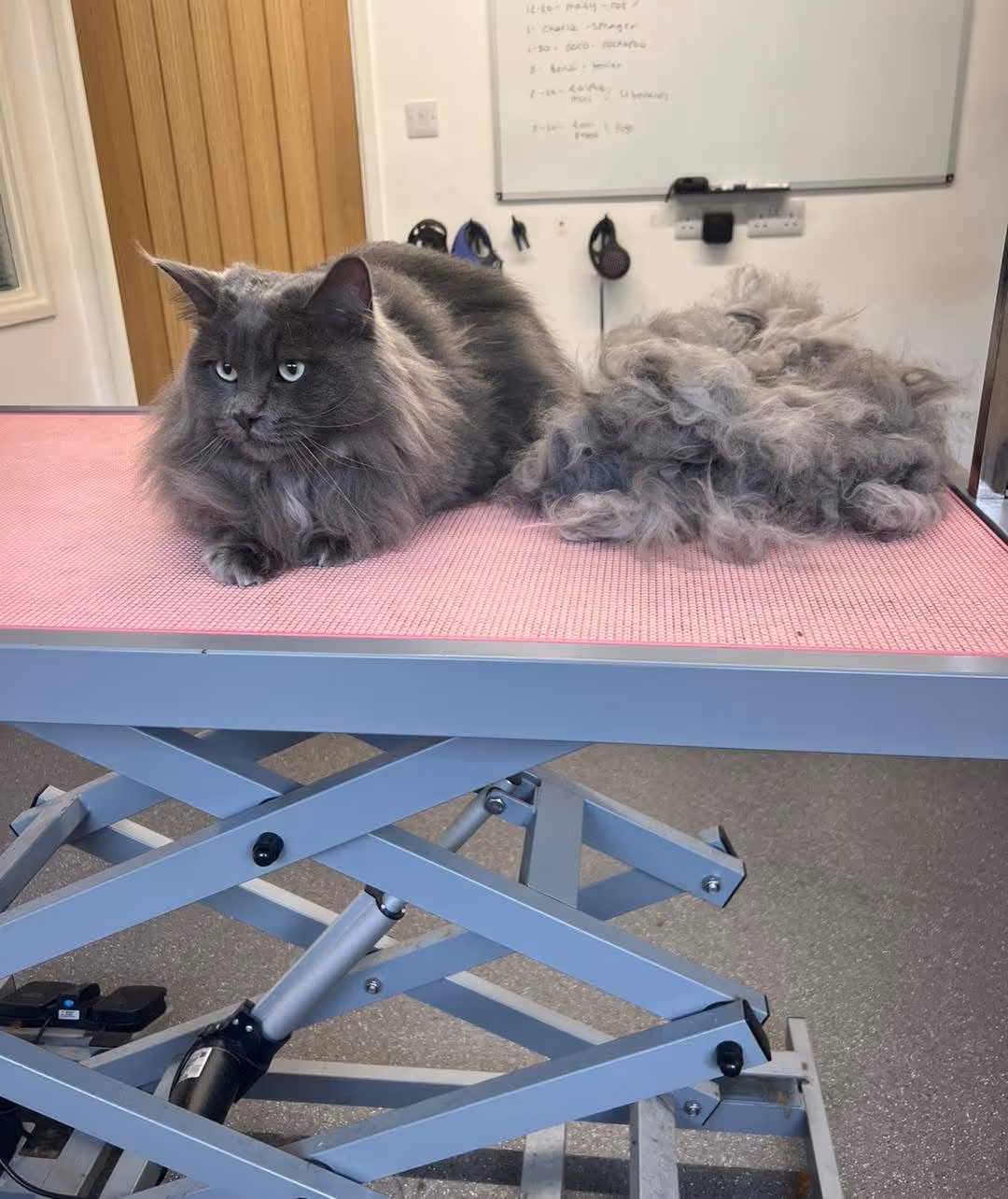 Gray long-haired cat sitting on a grooming table next to a large pile of shed fur.