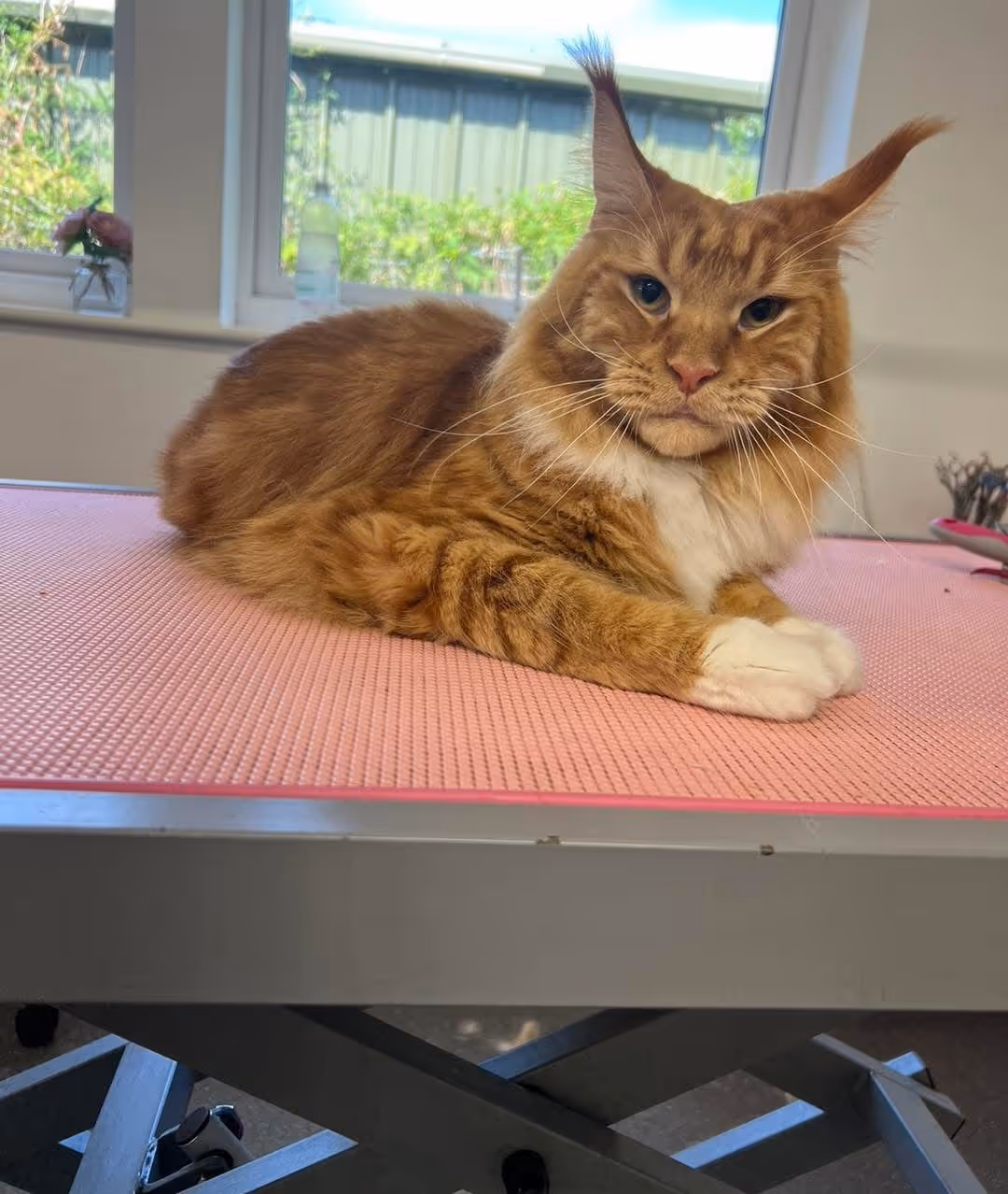 Large orange tabby Maine Coon cat with tufted ears lying on a pink padded table indoors near windows.